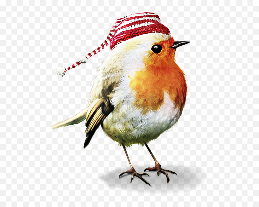 Pin By Patty Nelson - Christmas Birds Png Transparent,Psp Png