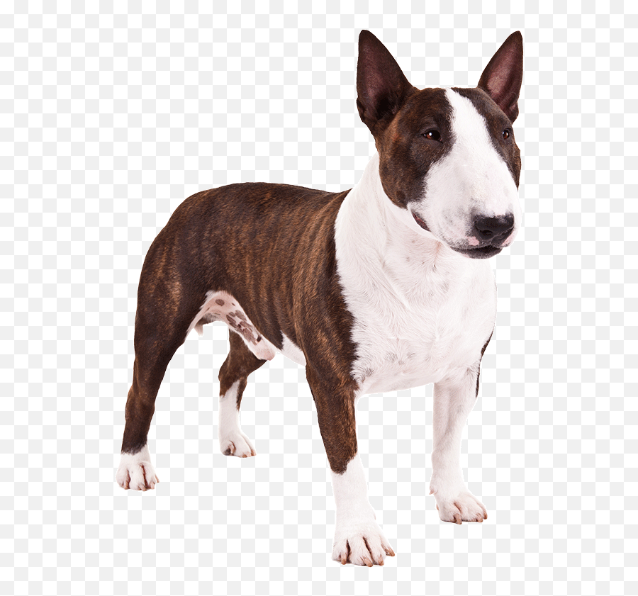 Perro Pitbull Png 3 Image - Bull Terrier Png,Pitbull Png