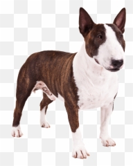 Perro Pitbull Png 3 Image - Bull Terrier Png,Pitbull Png