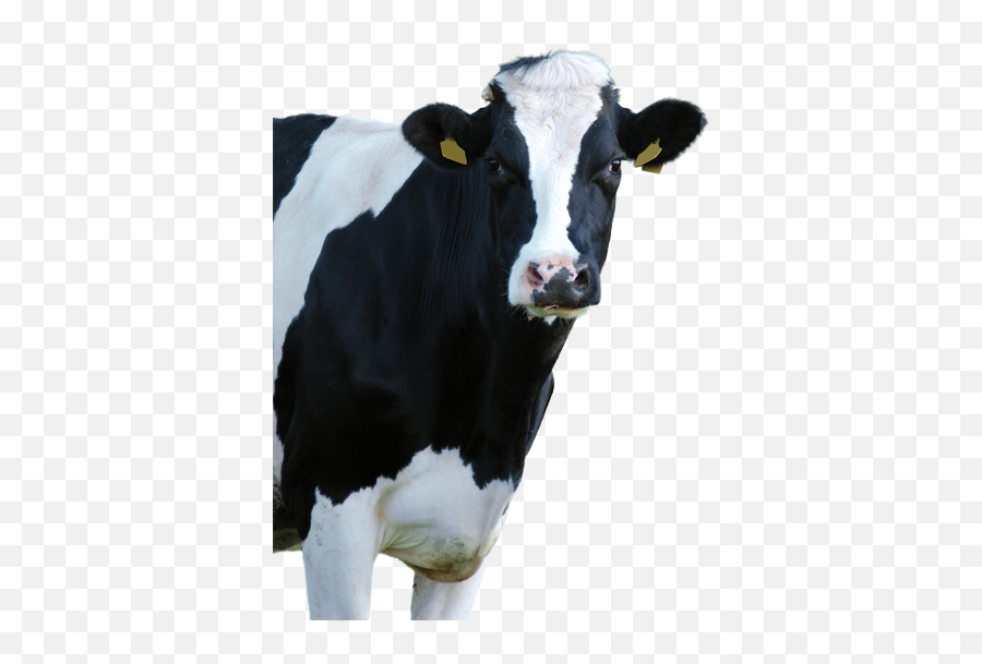 Making The Difference - Grass White Background With Cow Png,Cow Head Png