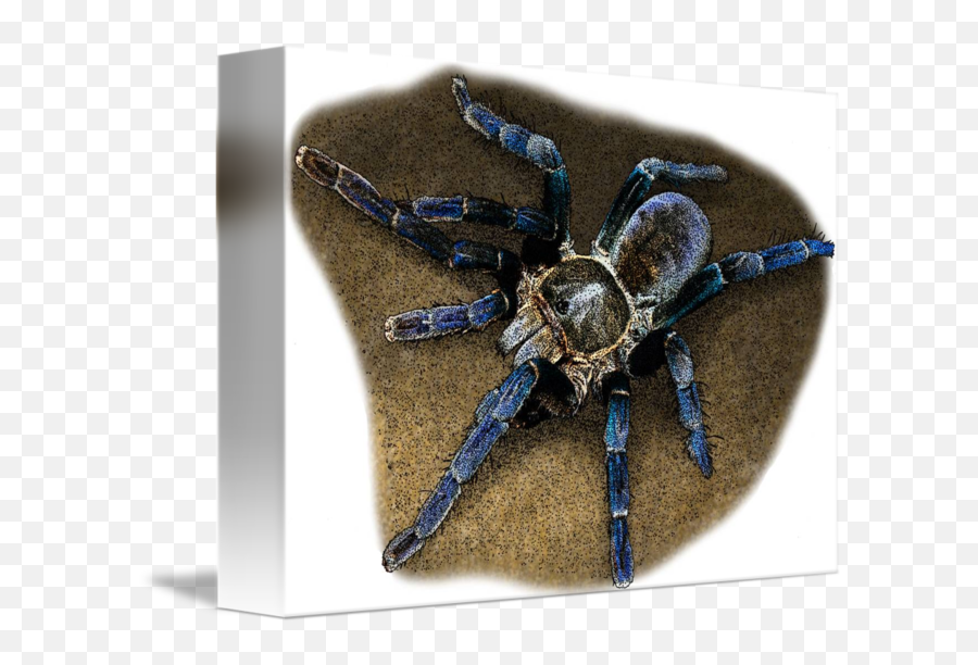 Cobalt Blue Tarantula By Roger Hall - Blue Tarantula Art Png,Tarantula Png