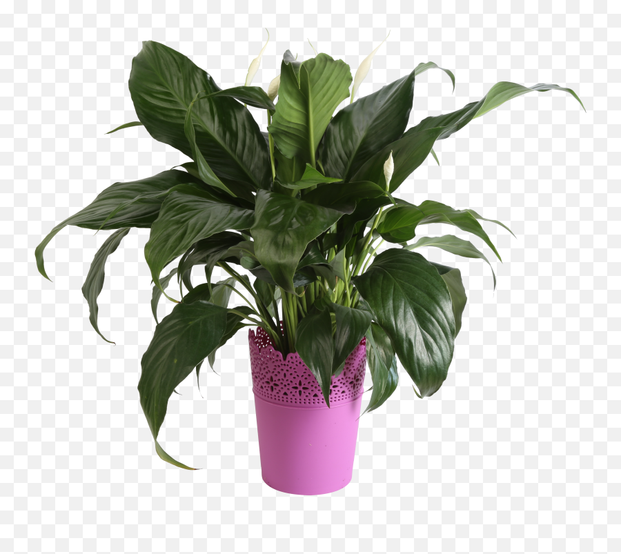 Delray Plants Live 15 - Inches Tall Peace Lily Spathiphyllum Indoor House Plant In Decor Pot Walmartcom Png,Indoor Plant Png