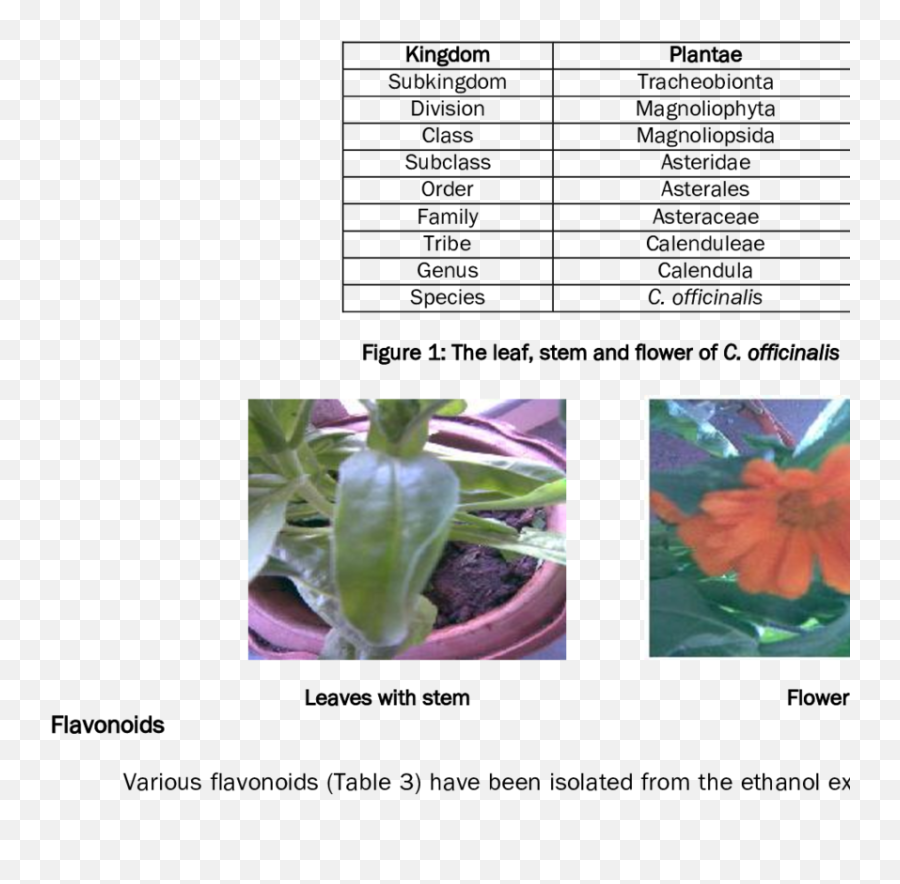 Taxonomic Classification Of Calendula Officinalis 11 - Scientific Classification Of Marigold Png,Marigold Transparent
