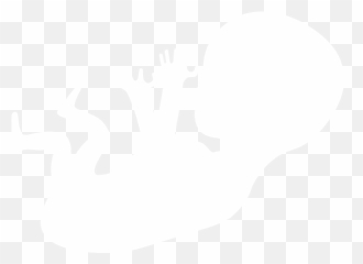Human Embryo Vam Clip Art - Fetus Png White,Embryo Png