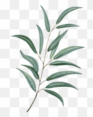 Leaf Watercolor Painting Drawing Tattoo - Greenery Illustration png