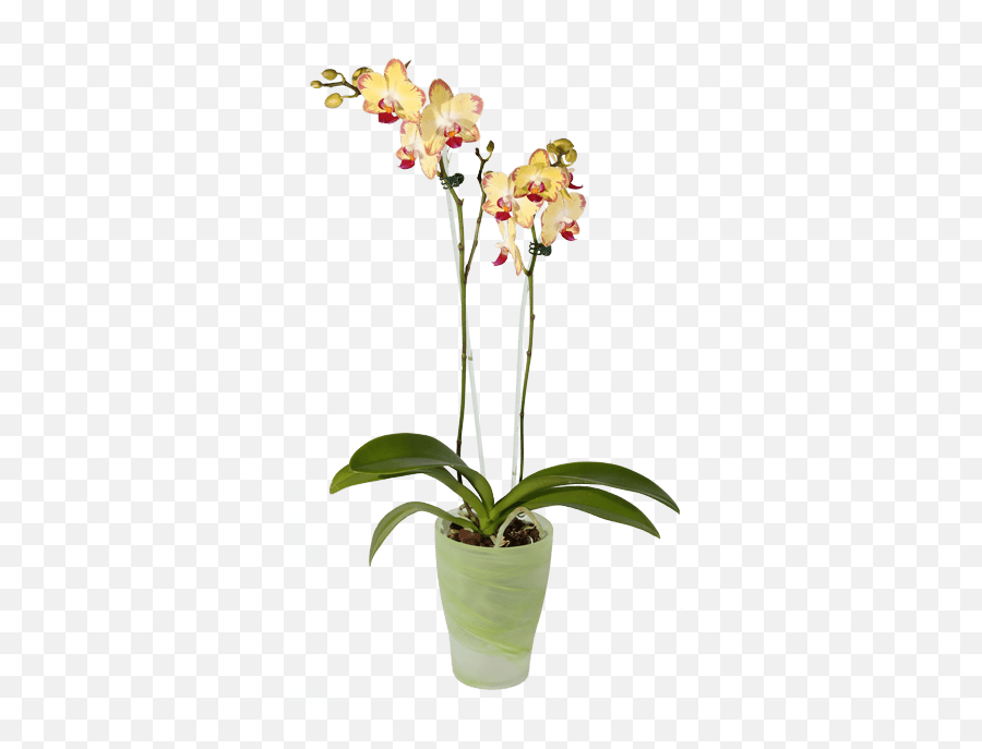 Pot Orchid Png Transparent - Moth Orchid,Orchid Png