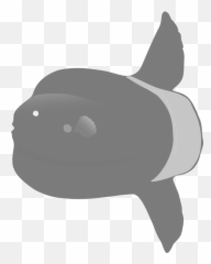 Snoutfishkiller Whale Png Clipart - Royalty Free SVG Ocean Sunfish