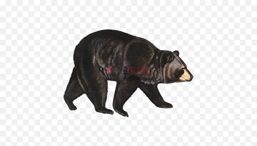 Bear Png Image With Transparent Background - Photo 325 My Patronus Is A Bear,Bears Png