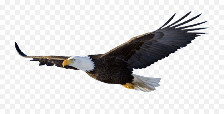 Eagle Png Image - Purepng Free Transparent Cc0 Png Image Bald Eagle Flying Png,Bald Png