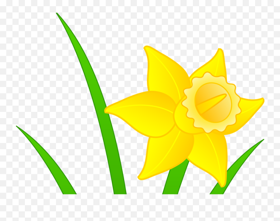 Daffodils Clipart Mothering Sunday - Clip Art Daffodil Png Language,Daffodil Png