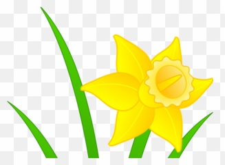 Daffodils Clipart Mothering Sunday - Clip Art Daffodil Png Language,Daffodil Png
