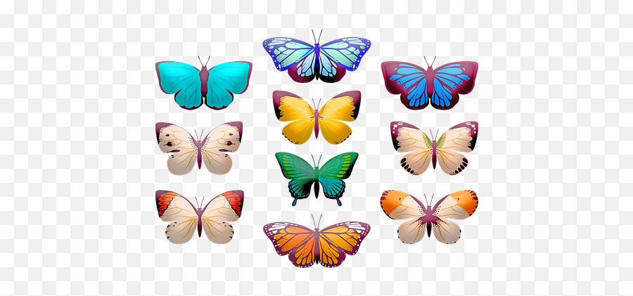 1000 Free Orange Butterfly U0026 Images - Pixabay Clip Art Butterfly Png,Butterflies Transparent