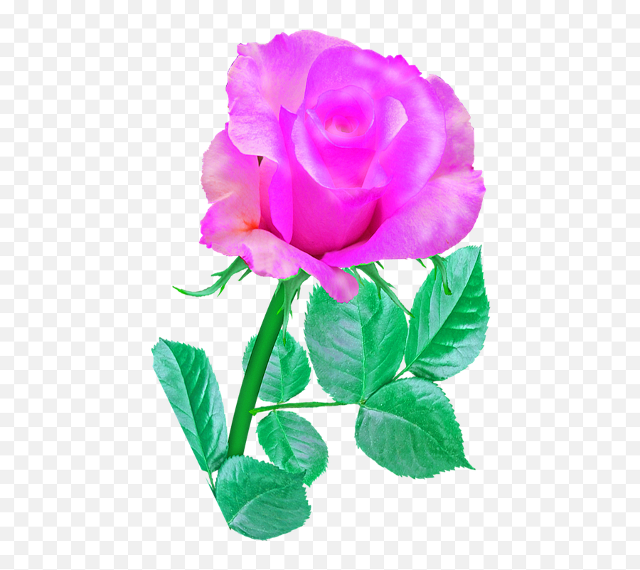 Pink Single Rose - Free Image On Pixabay Rose Image Pink Single Png,Single Rose Png