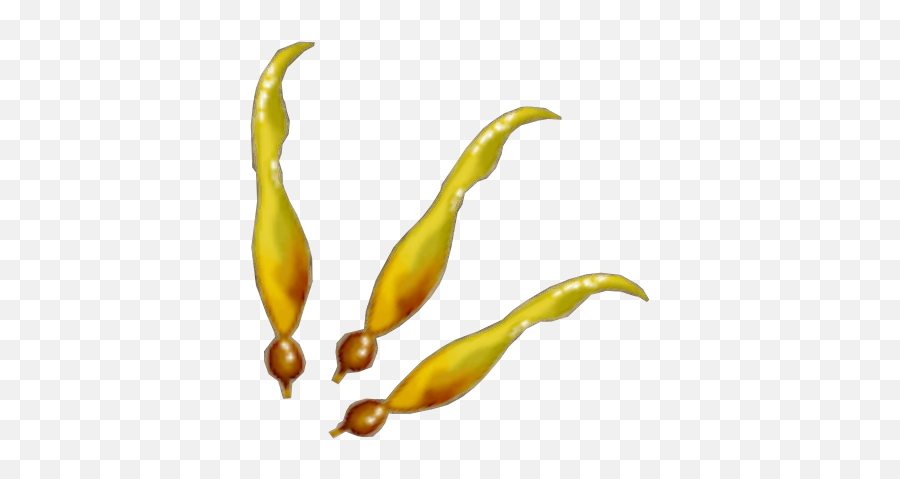 Kelp - Food Png,Kelp Png