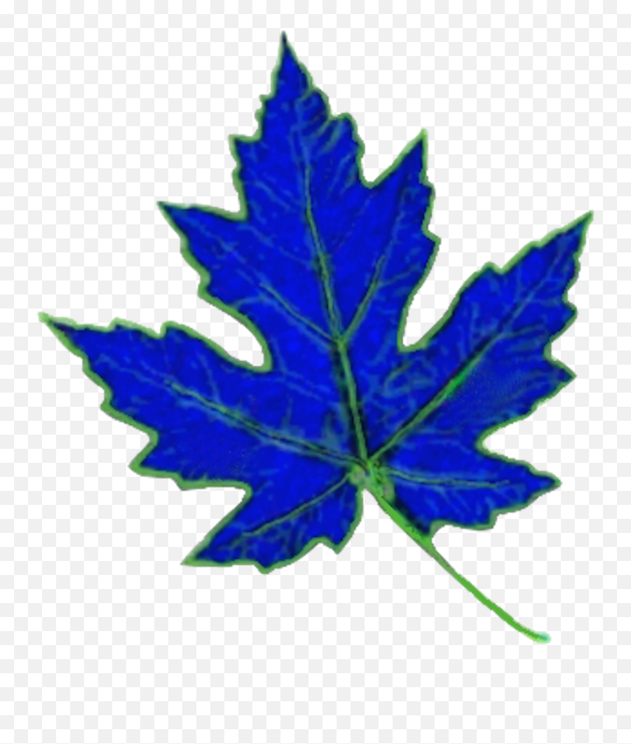 Blue Maple Systems Png Leaf Transparent