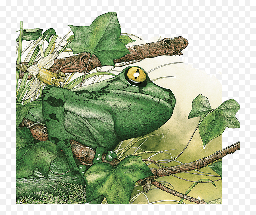 Transparent Frog Rainforest Amazon Png
