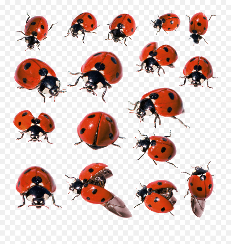 Ladybug Png Images Transparent Free Download Pngmart - Realistic Ladybug Transparent Background,Ladybug Icon Leaf