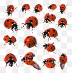 Ladybug Png Images Transparent Free Download Pngmart - Realistic Background