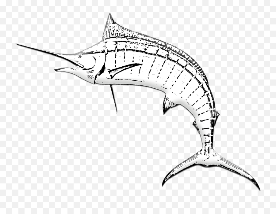 Marlin Fish Sword Game - Atlantic Blue Marlin Png,Marlin Png