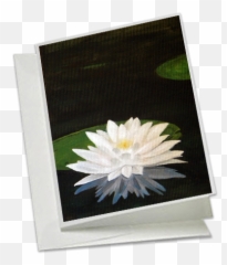 Download Hd Water Lily - Water Lilies Transparent Png Water Lilies,Lilies Png