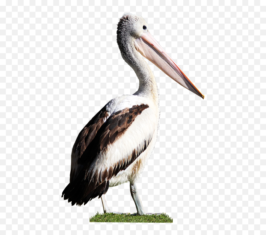 Bird Pelican Beak - Pelicano Png,Pelican Png