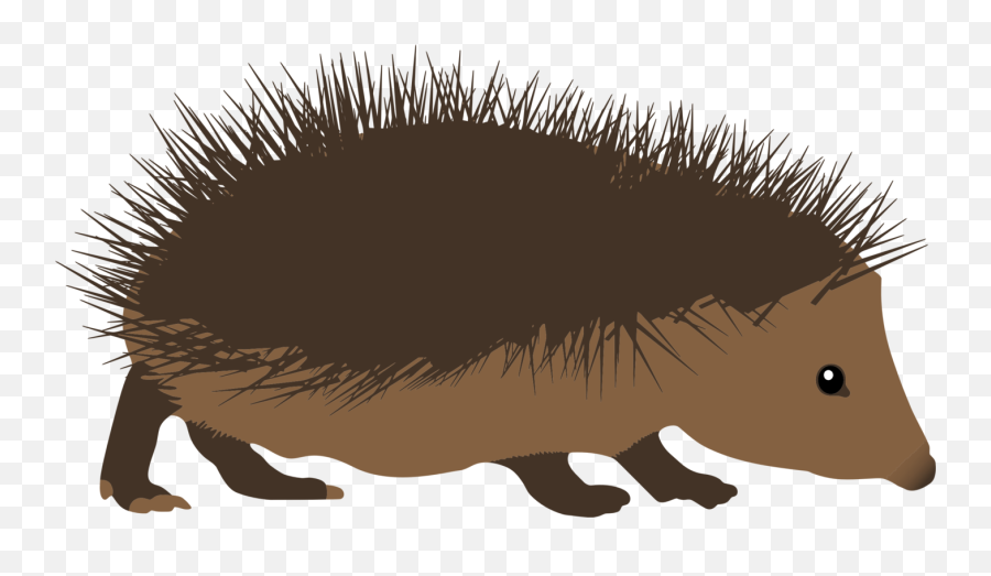 Woodland Hedgehogs Photo Background - Hedgehog Png,Hedgehog Transparent Background