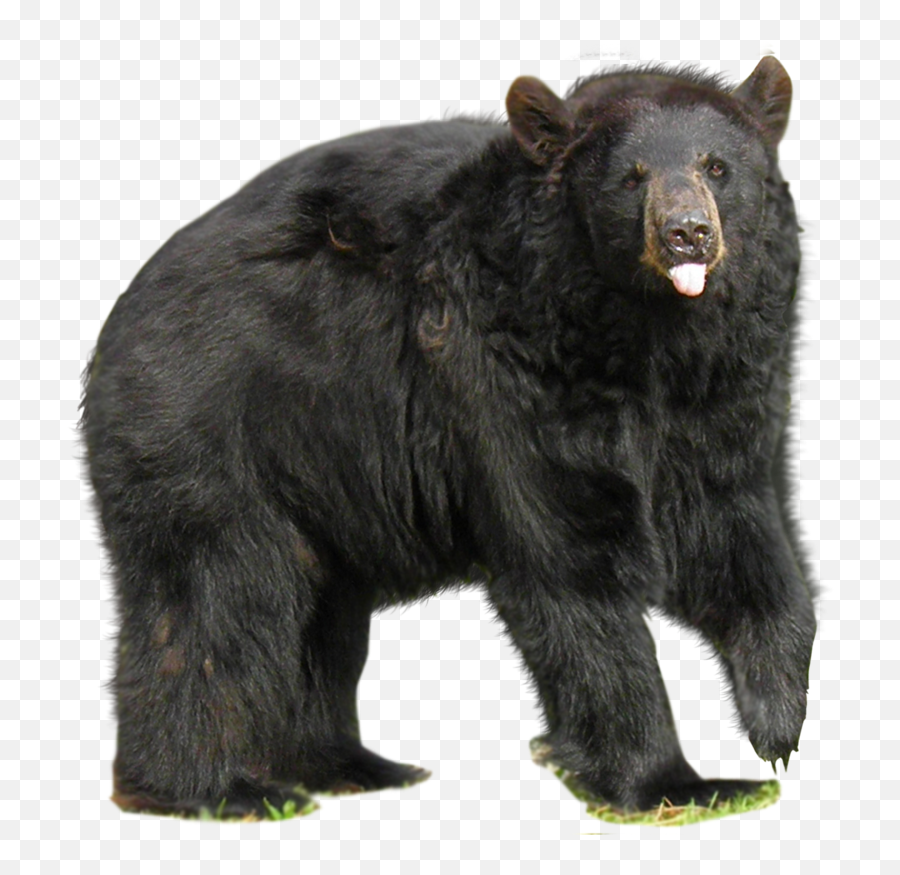 Transparent Png Images Icons And Clip Arts - Black Bear Png,Grizzly Bear Png