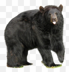 Transparent Png Images Icons And Clip Arts - Black Bear Png,Grizzly Bear Png