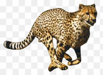 Running Cheetah Png Picture 509193 - The Handbook For Everyday,Cheetah Png