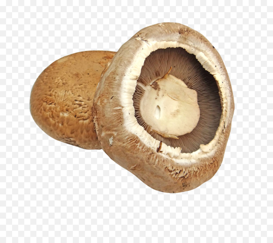Portobello Mushroom Transparent - Portabello Mushroom With Transparent Background Png,Mushroom Transparent Background