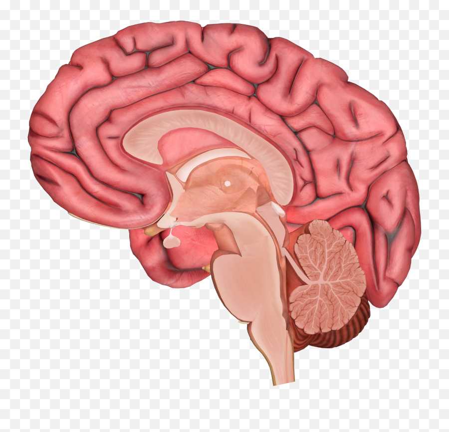 Brain Transparent Image - Brain Stem Png,Brain Transparent Image