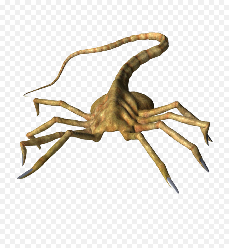 Download Hd Facebook Like Thumbs Up Png - Facehugger Xnalara Facehugger Png,Facebook Thumbs Up Png