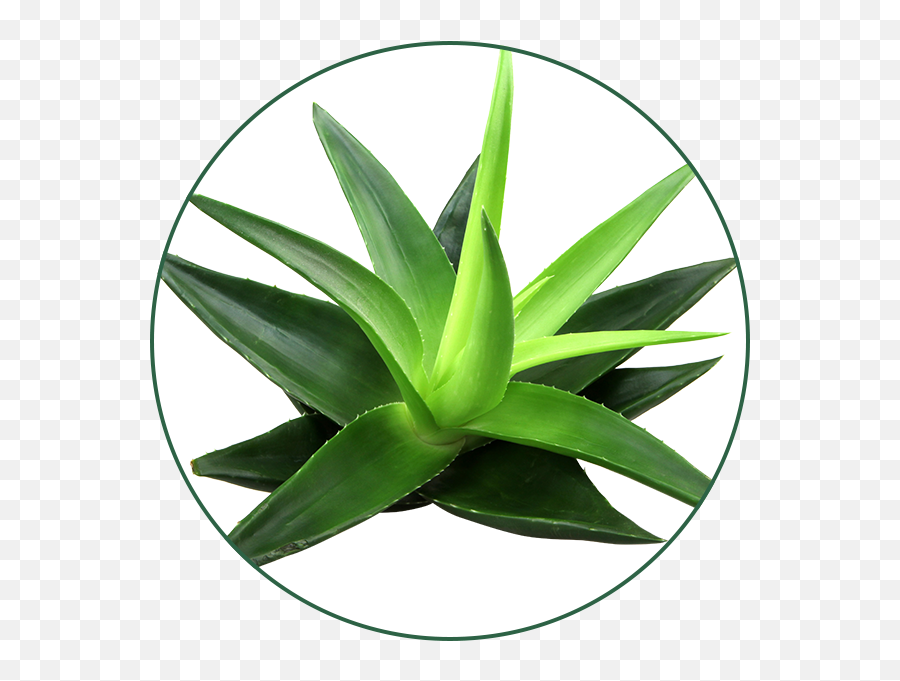 Gel De Aloe Vera - Aloe Vera Clipart Full Size Clipart Aloe Vera Gel For Skin Benefits Png,Aloe Png