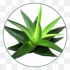 Gel De Aloe Vera - Aloe Vera Clipart Full Size Clipart Aloe Vera Gel For Skin Benefits Png,Aloe Png