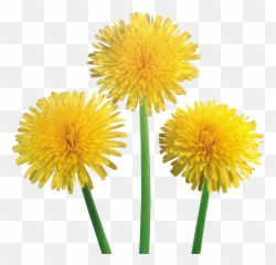 Dandelions Png - Transparent