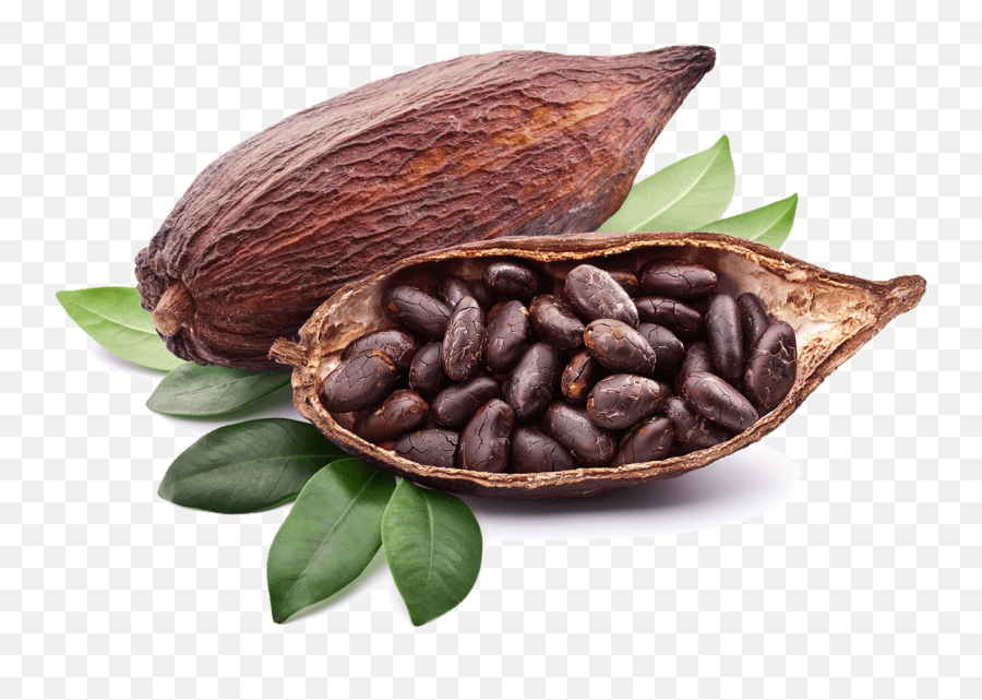 Cocoa Png Image - Transparent Cocoa Png,Cocoa Png