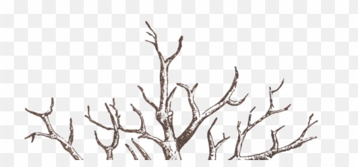 Willow Buckley Graphic Designer Game Web - Tree png