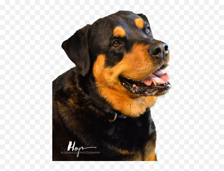 Tidewater Canine Training Png Rottweiler