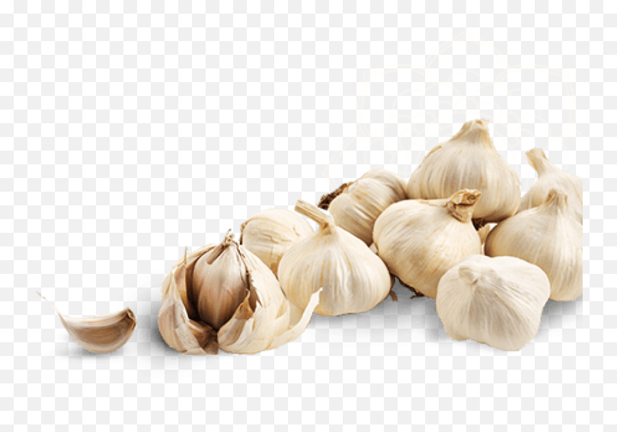 Download Free Png Garlic Image - Transparent Background High Resolution Garlic Png,Garlic Transparent Background