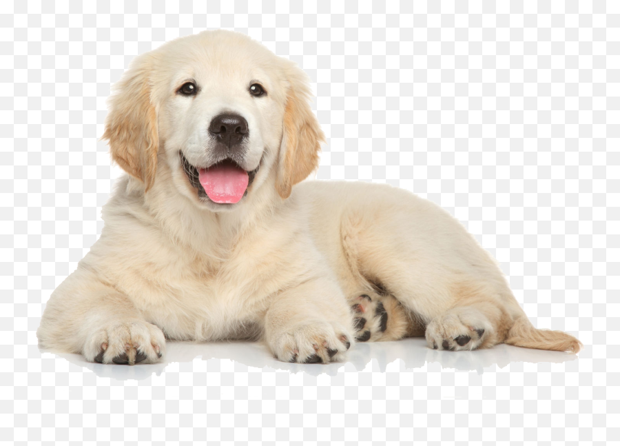 Png File Download Transparent Collections - Golden Retriever Puppy Png,Png File Download