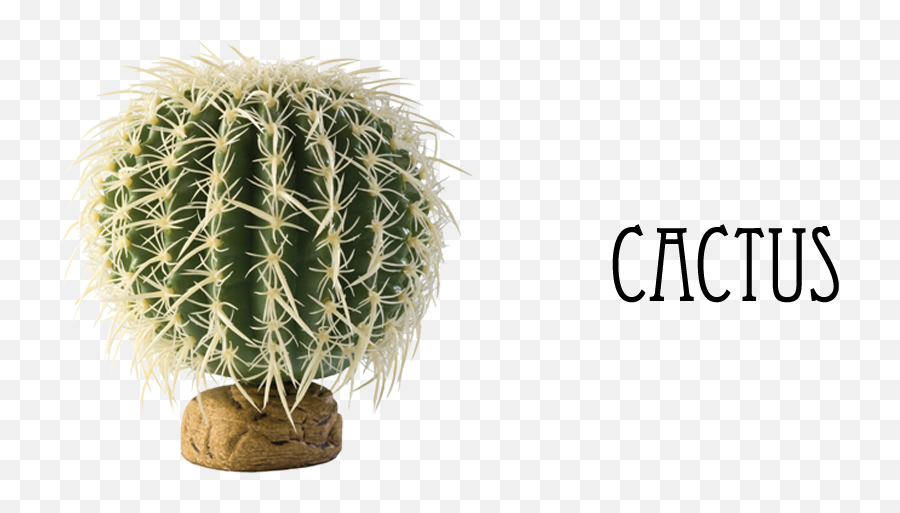 Indian Nursery - Indoor Plants Aglaonema Anthurium Exo Terra Large Cactus Png,Indoor Plant Png