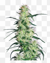 Purple Haze Feminized Seeds - Purple Haze Png,Haze Png