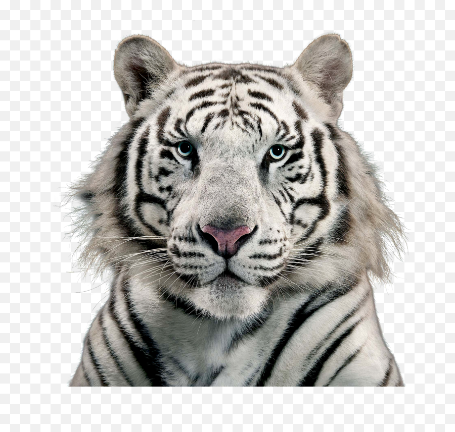 White Tiger Png Image