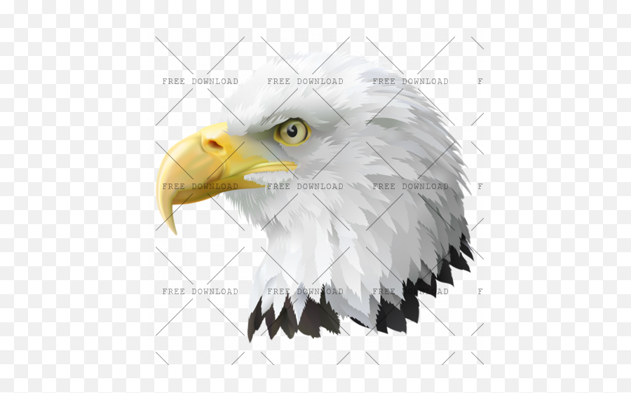 Eagle Hawk Kite Bird Png Image With Transparent Background - Bald Eagle Clipart Png,Prey Png