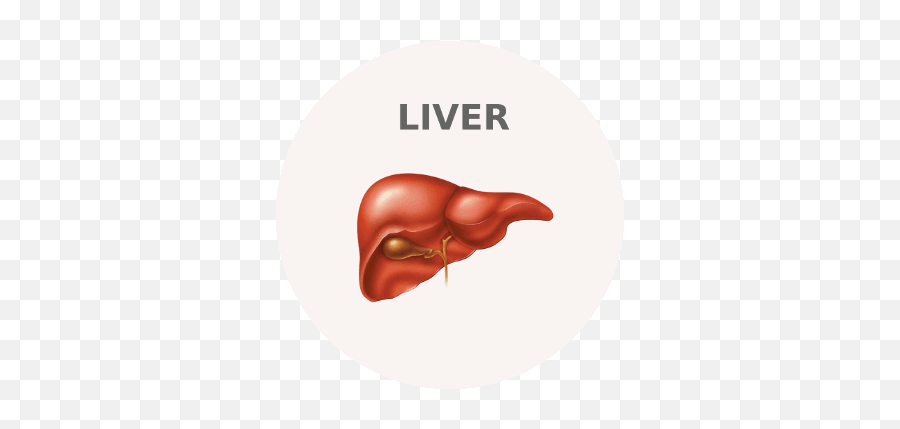 How To Examine Your Liver U0026 Gall Bladder - Ayurvedic Diet Castle Of Marostica Png,Liver Icon