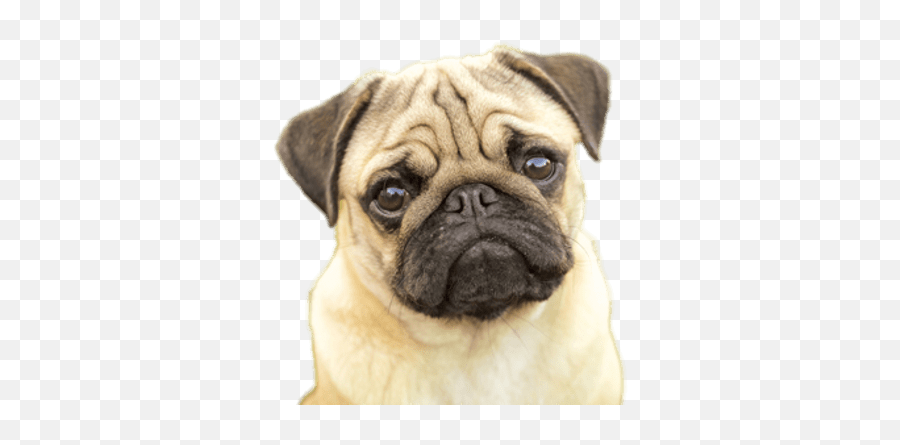 Pugs Transparent Png Images - Pug Pros And Cons,Pug Transparent Background