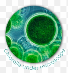 Blue Green Algae Transparent Png Image - Blue Green Algae Png,Algae Png