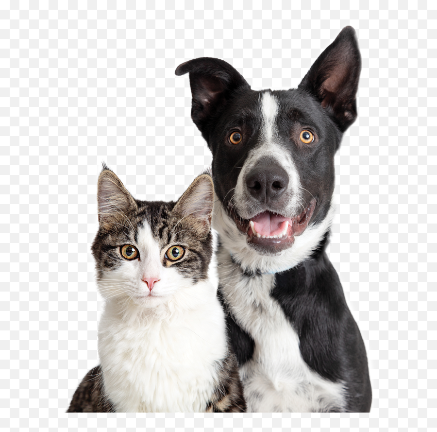 How Cbd Works - Cat And Dog Together Happy Png,Calm Icon For Cats