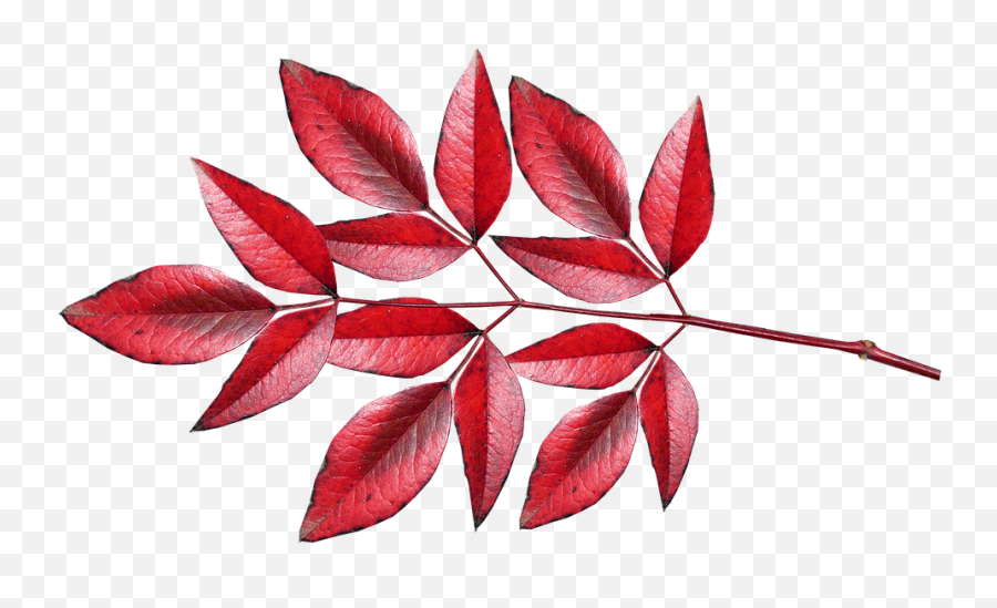 Leaves Bamboo Nandina Cut - Free Photo On Pixabay Colourful Leaves Png,Bamboo Leaves Png