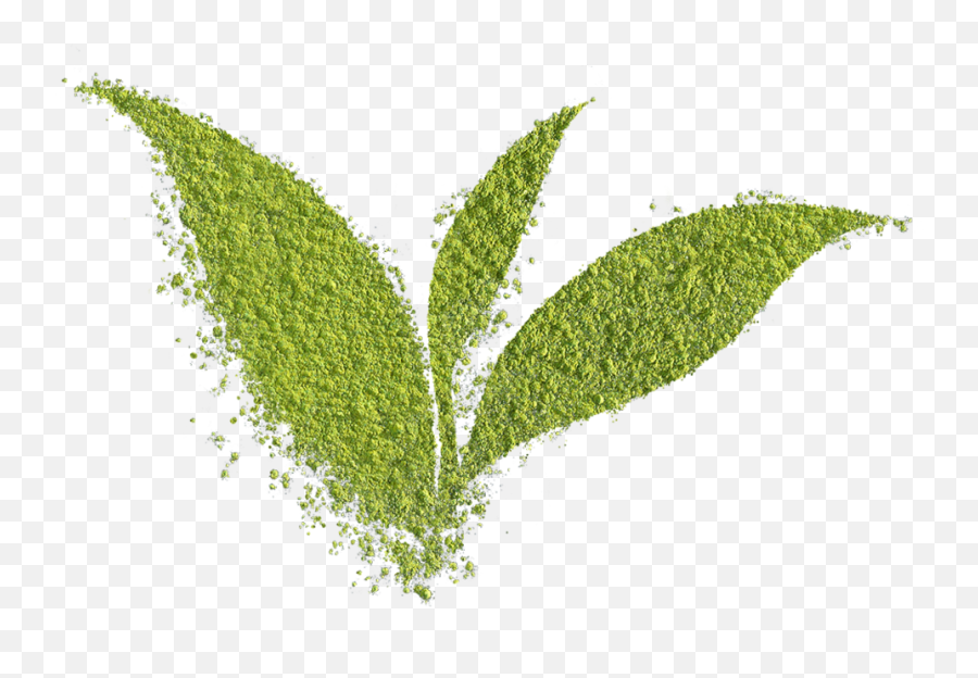 Projects U2014 Toast - Transparent Matcha Powder Png,Leaf Png